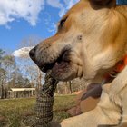 Ții câinele doar afară? Află de ce mulți stăpâni regretă această decizie și ce trebuie să iei în calcul înainte să o faci