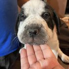 Surpriză cu labuțe! O cățelușă vagaboandă a fătat și acum puii adorabili își așteaptă vaccinurile – află cum poți identifica rasa când nu știi nimic despre părinți!