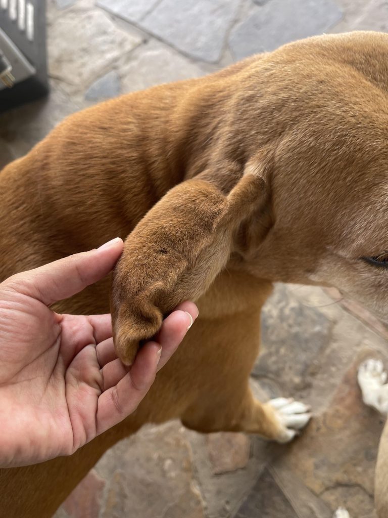 Ce i-a mușcat urechea câinelui meu? Semnele misterioase care ar putea indica o mușcătură de păianjen sau o înțepătură de insectă și ce trebuie să faci urgent