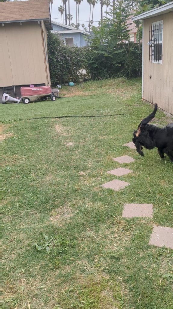 Câinii tăi se joacă sau se ceartă? Semnele subtile care îți arată dacă joaca devine prea intensă