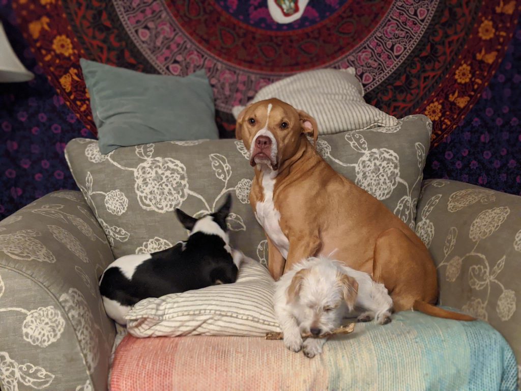 Despărțire cu lacrimi: Ar trebui să-ți lași câinii să-și ia rămas-bun de la prietenul lor înainte de eutanasiere?