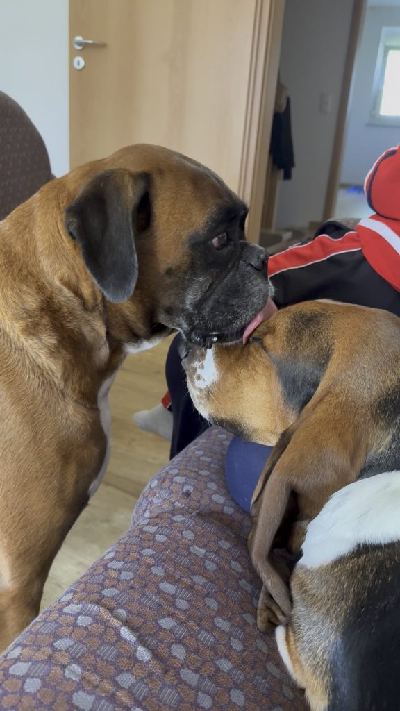 Comportament bizar la câini: De ce își domină boxerita de 6 ani noul coleg hound de 1 an și jumătate? Experții explică ce e normal și ce semne să urmărești