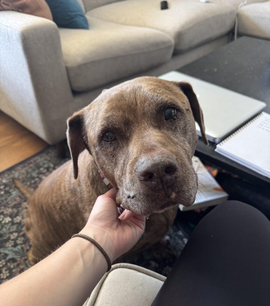 Cum Să-ți Vindeci Inima Când Câinele Iubitei Moare Fără Nicio Avertizare – Pașii Emoționali pe Care Nimeni Nu Ți-i Spune