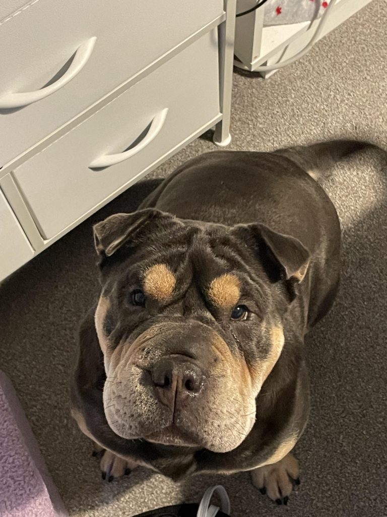 Câinele Te Mușcă Ușor de Mână Când Îi Aranjezi Culcușul? Află Ce Înseamnă Acest Comportament Surprinzător!