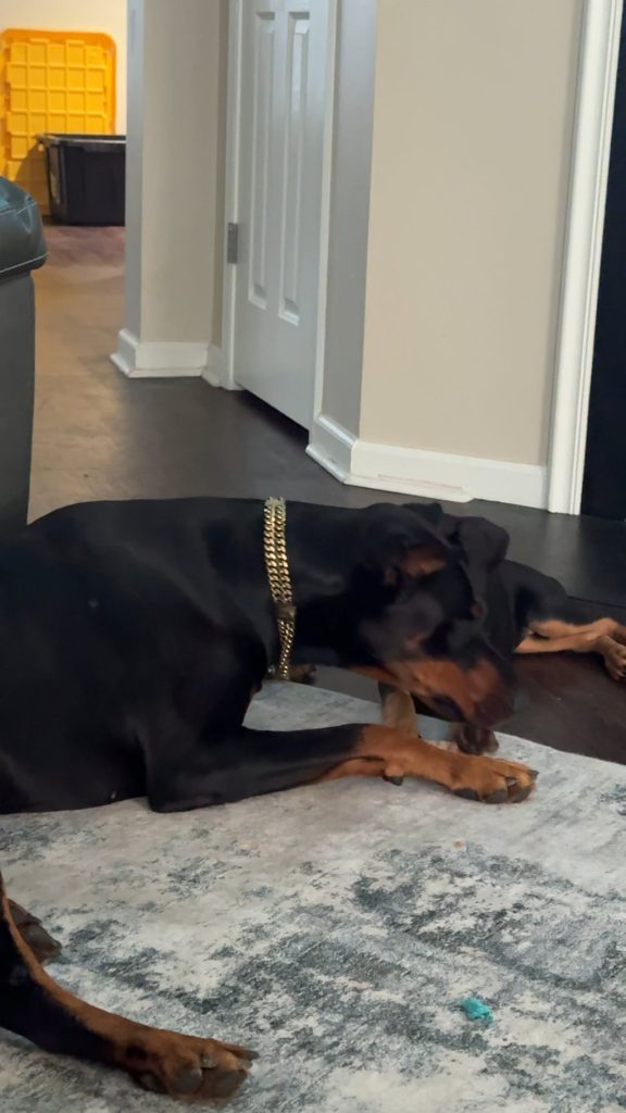 Stăpâna s-a speriat când și-a văzut câinele că își linge frenetic coada – Află când e doar un obicei ciudat și când trebuie să intervii urgent!