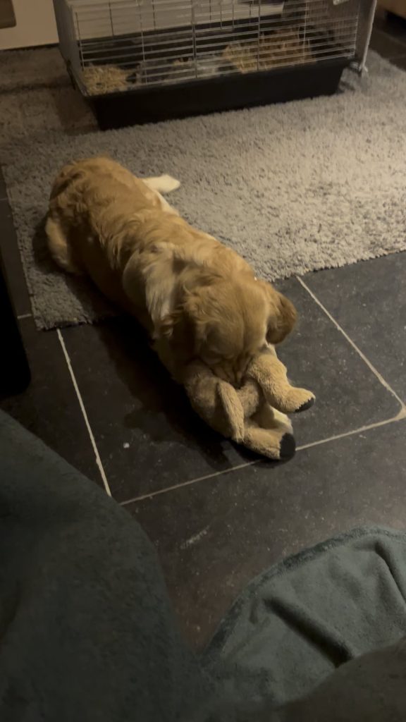 Ce înseamnă când câinele tău stă nemișcat cu jucăria preferată în gură în fiecare seară – comportament adorabil sau semnal de stres?