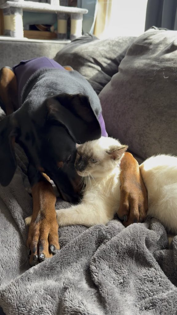 „Stăpânul și Husky-ul agitat: Ce semnale îți trimite câinele când nu se mai simte în siguranță”