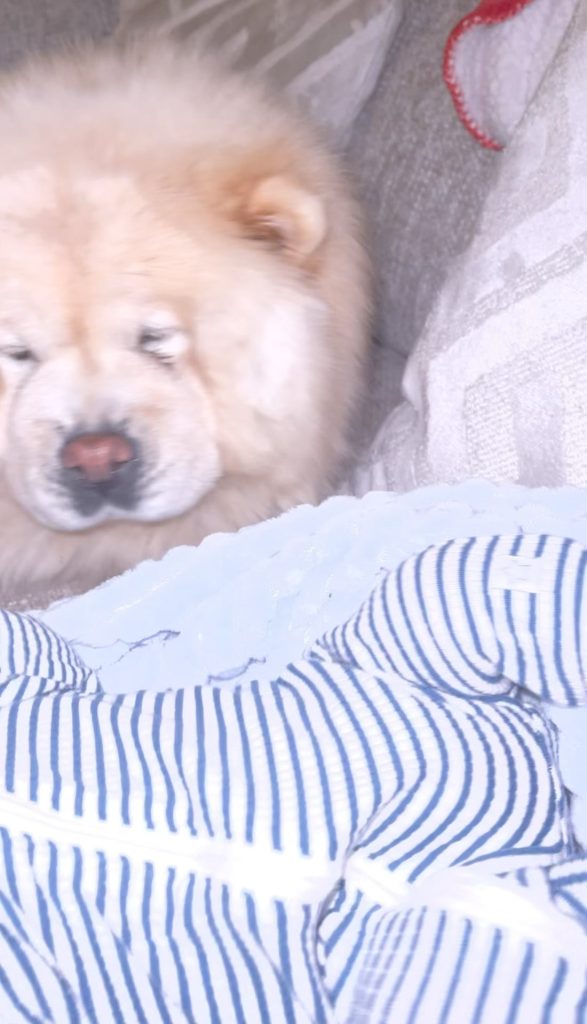 Ce înseamnă când câinele îți atinge bebelușul cu nasul – semn de grijă sau motiv de îngrijorare?