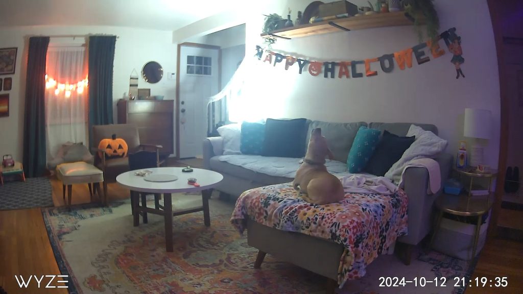 Am preluat câinele părinților și acum refuză să mai plece — ce trebuie să știi înainte să faci la fel