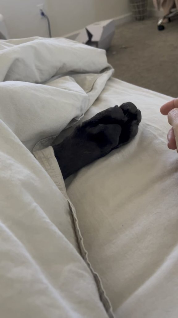 Veterinarul Dezvăluie: De Ce Îi Zvâcnește Lăbuța Câinelui Tău și Când Ar Trebui Să Te Îngrijorezi