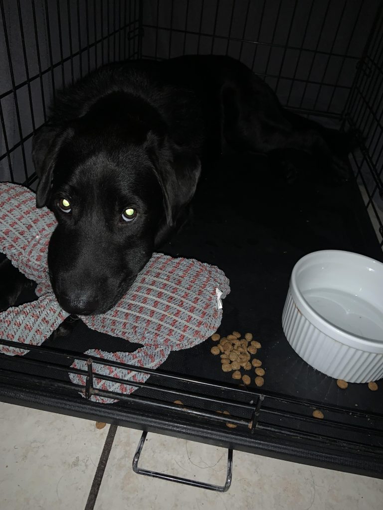 Câinele salvat refuză să iasă din cușcă, să mănânce sau să bea apă – cum îl poți ajuta să recapete încrederea în oameni