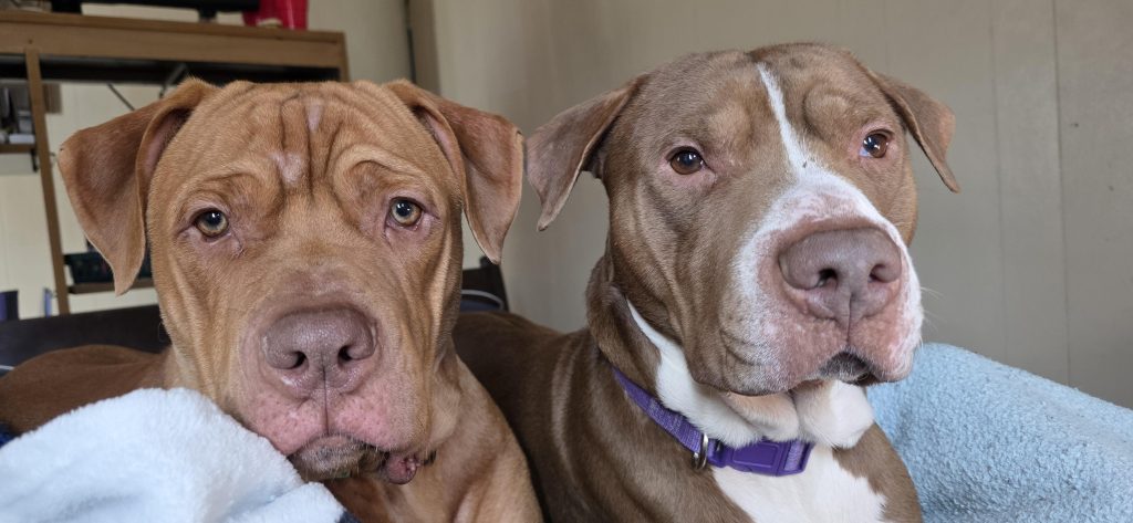 Sarcina îți schimbă câinele? Află de ce patrupedul tău devine brusc lipicios și agitat înainte de venirea bebelușului!