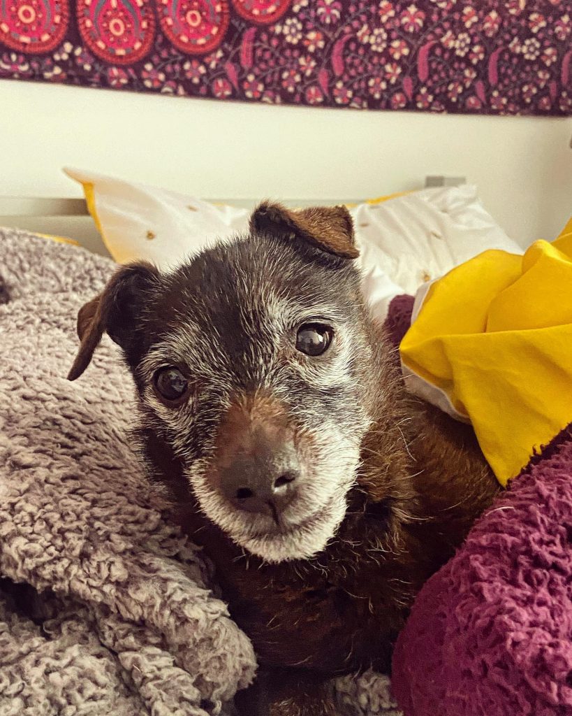 Câinele tău bătrân mârâie la bolul cu mâncare? Află ce semn poate ascunde acest comportament neașteptat la vârsta a treia!