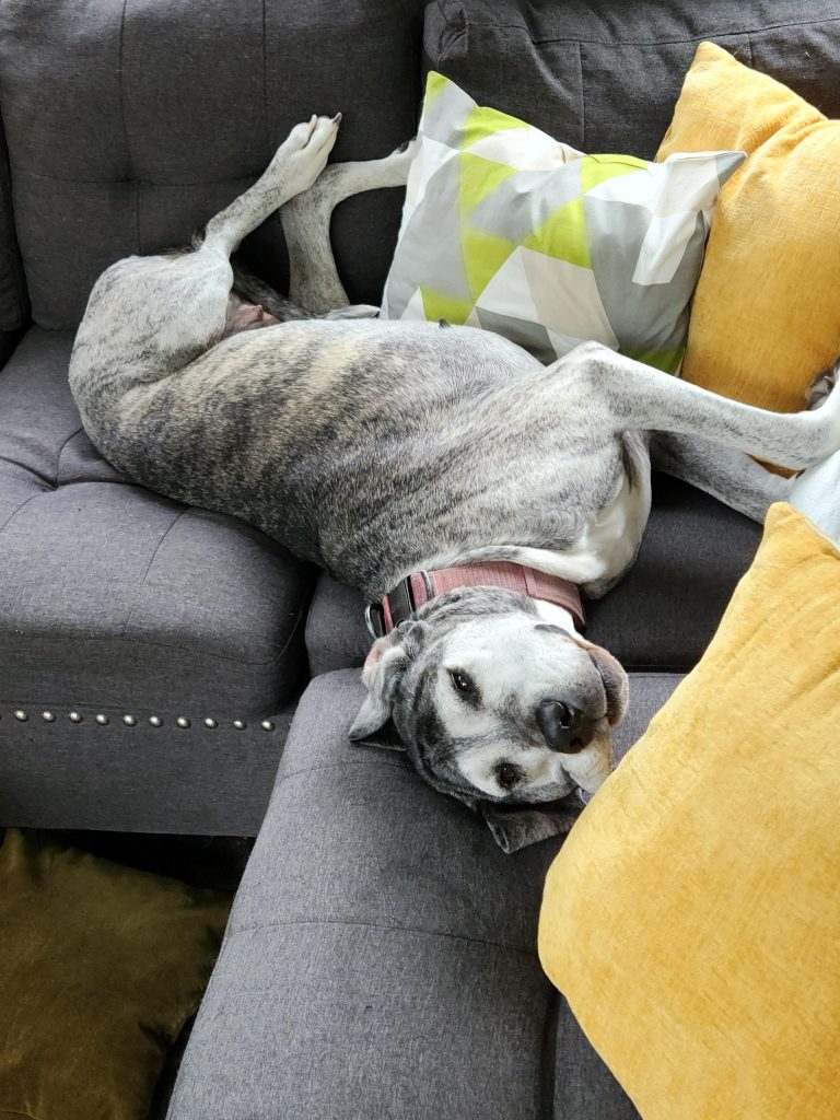 Vecinii își lasă constant cățeaua bătrână în stradă – Greșesc dacă o iau și o fac parte din familia mea?