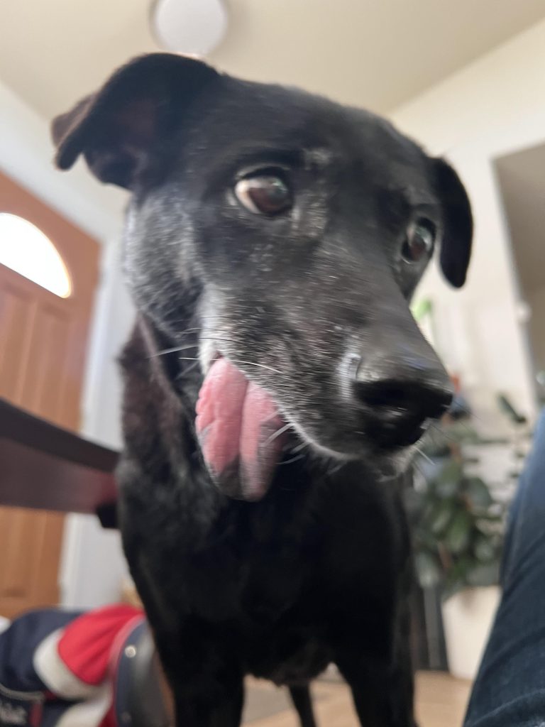 Nu mai poate merge, nu mai poate mânca și nu se mai bucură de nimic: Cum știi când e momentul să îți iei rămas-bun de la câinele tău iubit