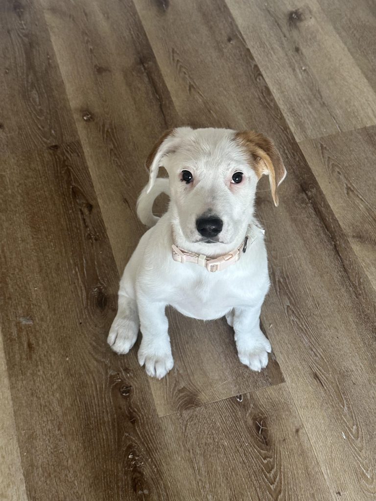 **Cum să-ți salvezi nasul: Ce faci când câinele tău are „bombe nucleare” în burtă**