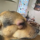 Stăpână speriată își duce câinele urgent la veterinar: mușcătură misterioasă sau reacție alergică severă? Iată ce trebuie să urmărești dacă fața patrupedului începe brusc să se umfle