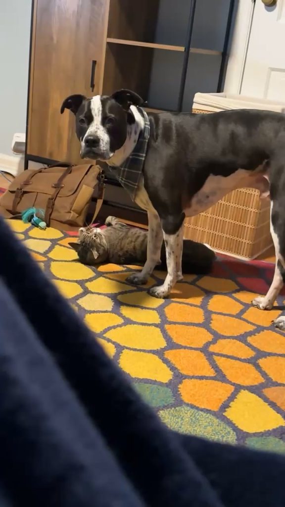 Câinele și pisica ta se joacă sau se luptă? Află semnele unui comportament sănătos între ele!