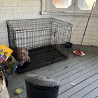 Vecinul își neglijează câinele zi de zi – Iată ce poți face legal ca să ajuți fără să intri în probleme