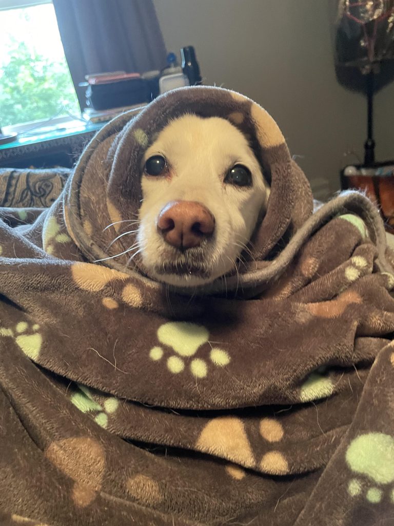 Câinele tău bătrân nu mai mănâncă? Află ce trucuri simple îl pot face să devoreze din nou mâncarea!