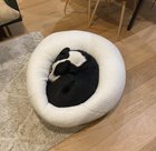 Câinele tău doarme pe un beanbag? Află dacă acest obicei îi poate afecta coloana vertebrală