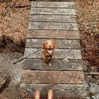 Stăpână la capătul puterilor: Ce faci când câinele tău devine de nerecunoscut după castrare?