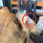 A apărut un „E” ciudat în urechea câinelui? Află ce ar putea însemna și când trebuie să mergi la veterinar!