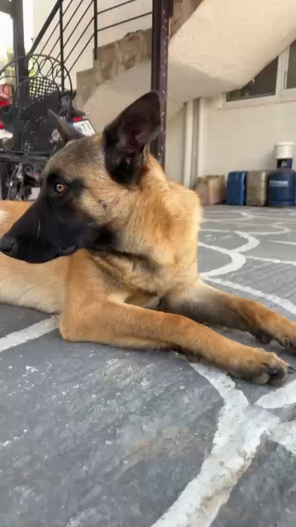 Stăpânul s-a speriat după ce câinele l-a fixat în tăcere — Semn de pericol sau doar anxietate canină? Află ce spun specialiștii