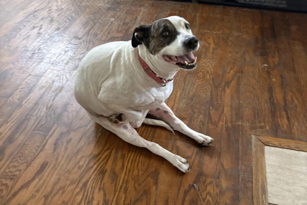 Descoperă de ce câinele tău stă așezat ciudat ca o broscuță – un semn adorabil sau un posibil avertisment?