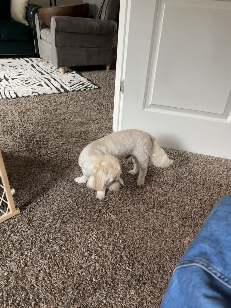 Câinele a început brusc să se clatine și să cadă – Ce trebuie să faci când veterinarul nu poate interveni imediat