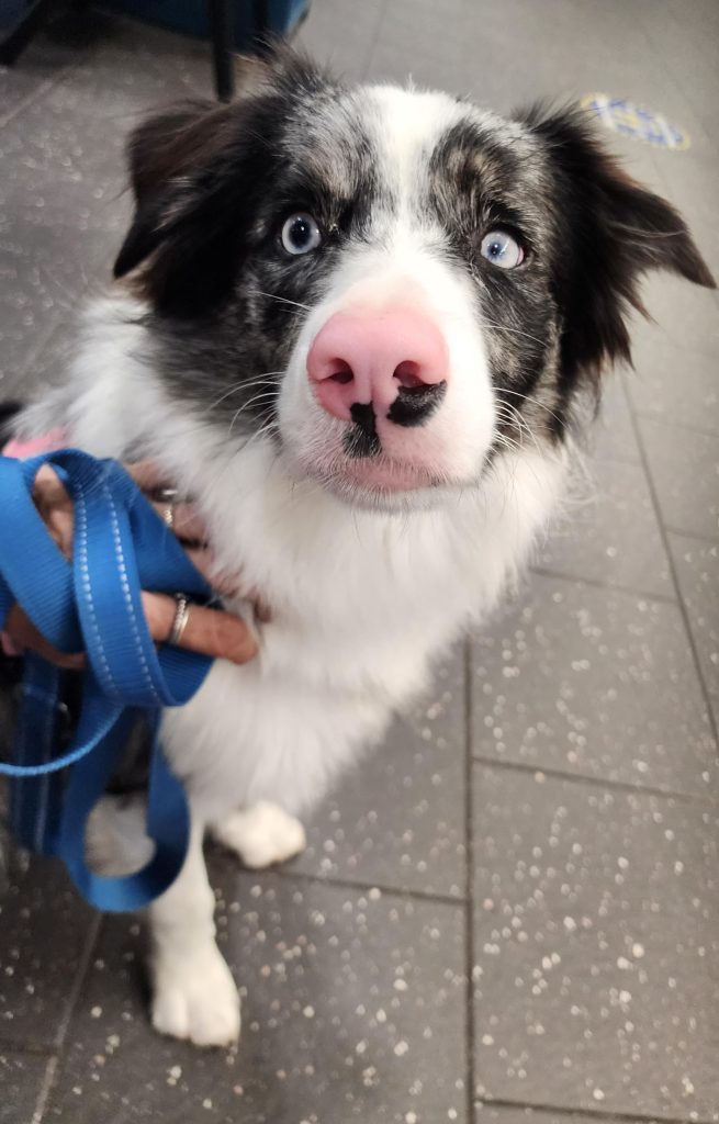 Stăpână în panică după ce câinele a mâncat gumă cu xilitol – Ce trebuie să faci imediat ca să-i salvezi viața