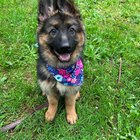 Stăpânii disperați întreabă: Cum oprești un câine să mănânce pietre? Soluții simple care chiar funcționează