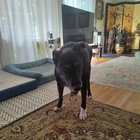 Semne dureroase că e timpul să îți iei adio de la câinele tău: ce trebuie să observi ca să nu-i prelungești suferința