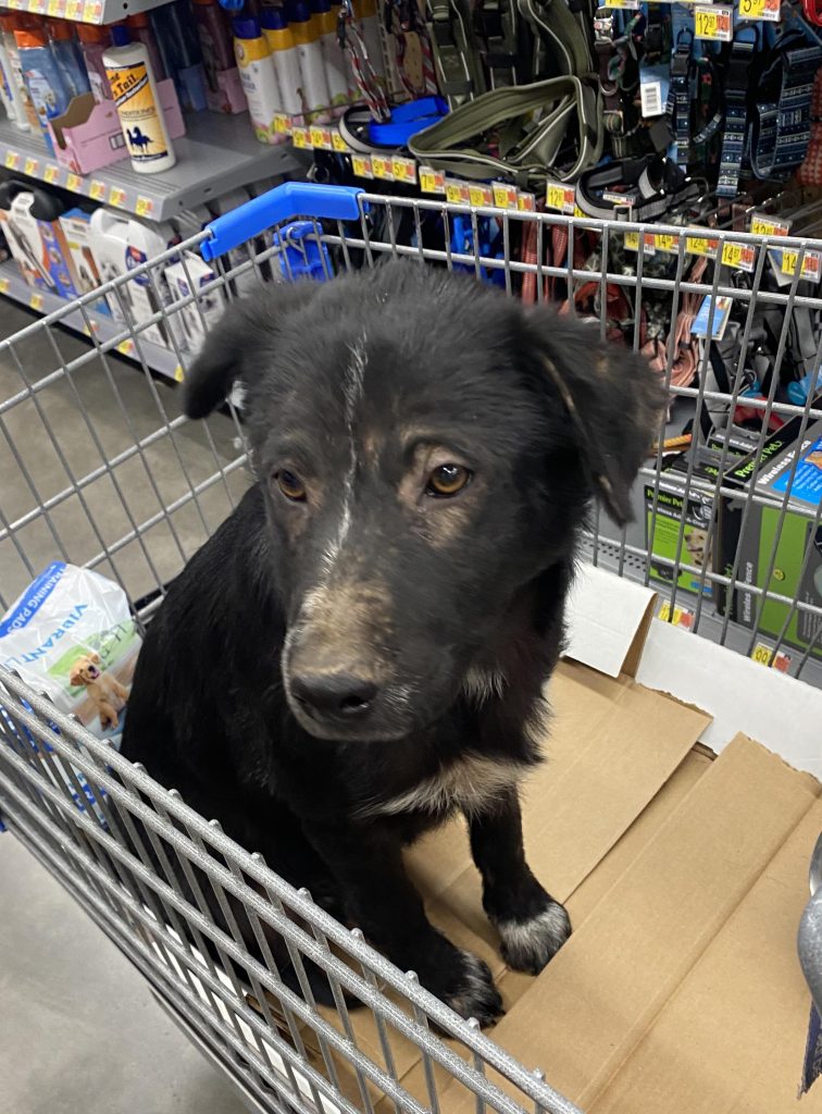 **Micul supraviețuitor al deșertului: Ce trebuie să faci dacă găsești un câine abandonat înfometat și murdar**