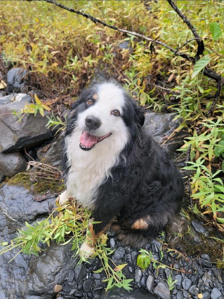 Câinele surorii mele a ucis două pisici și mi-a atacat câinele – Află ce am făcut când familia a refuzat să-l dea spre evaluare!