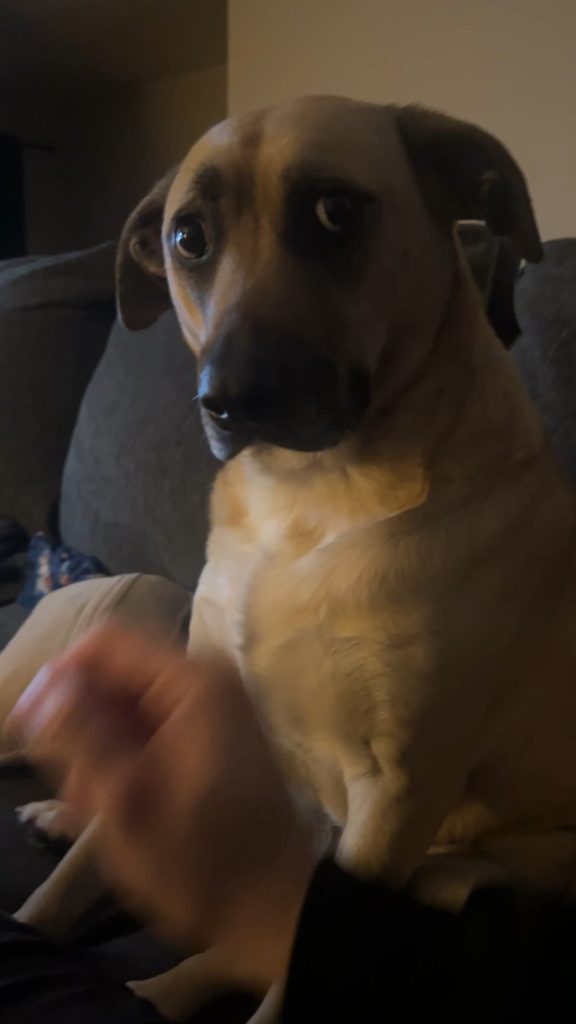 Câinele tău te fixează cu privirea și pare agitat? Află ce încearcă să-ți spună și cum să-i liniștești anxietatea!