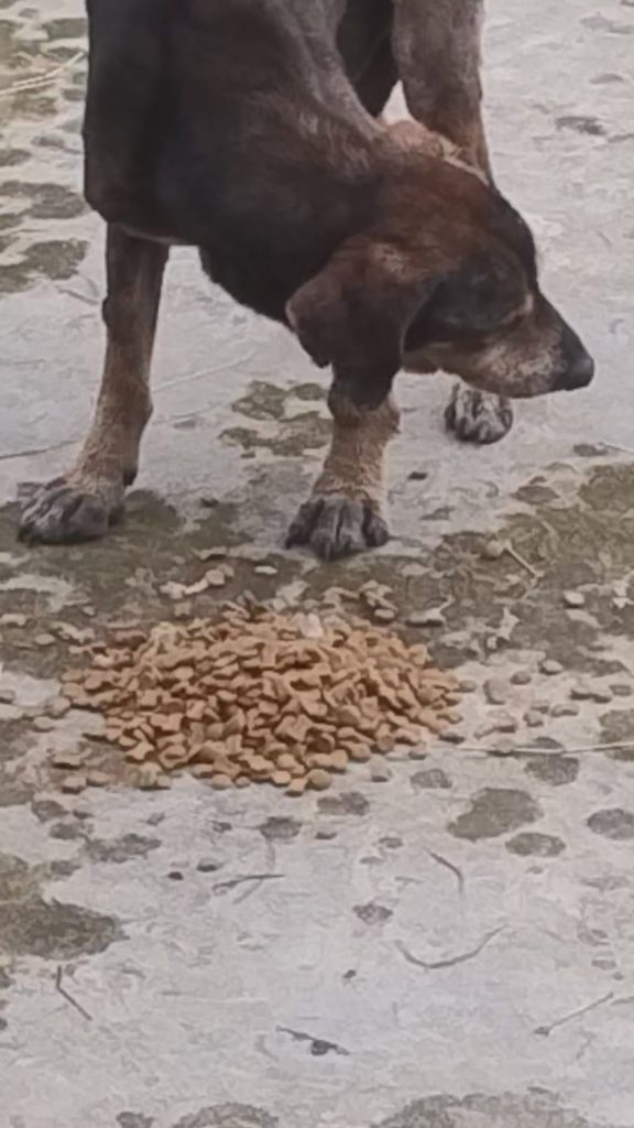 A apărut un câine bolnav la ușa ta? Iată ce trebuie să faci imediat ca să-i salvezi viața