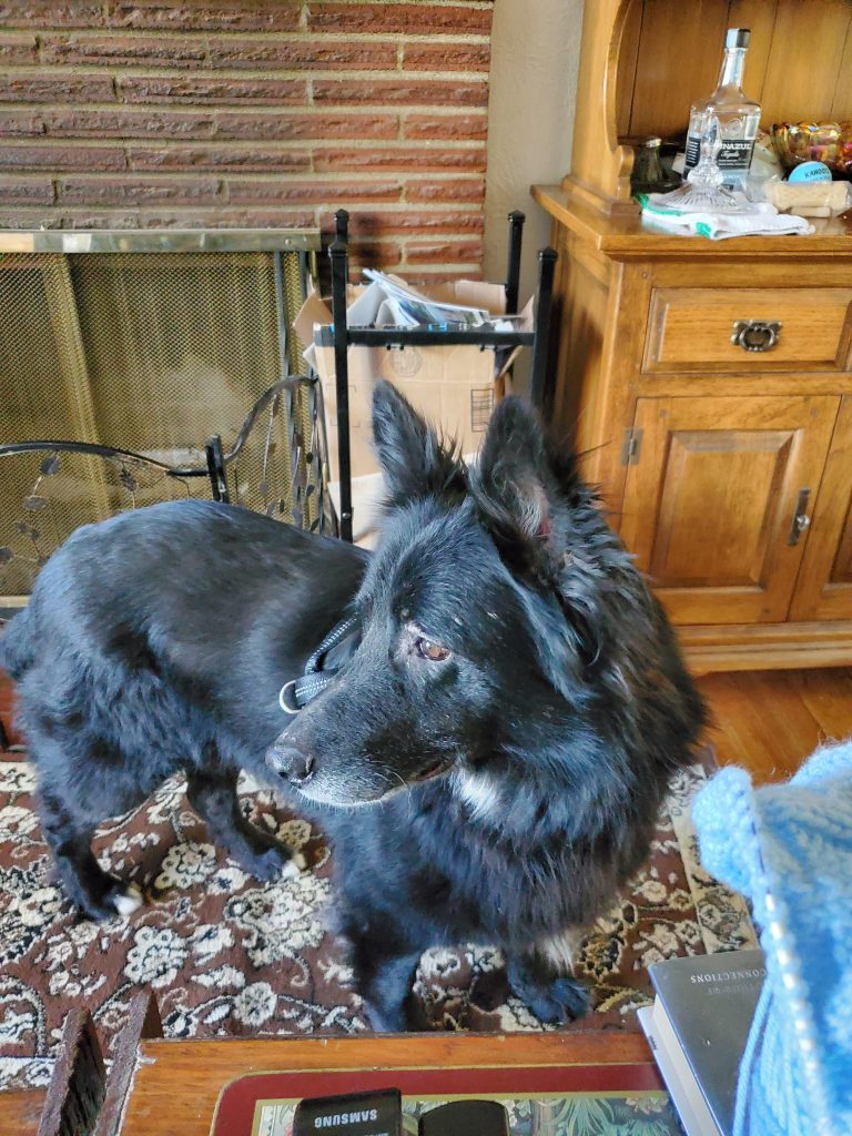 Adoptată recent și miroase îngrozitor? Iată ce poți face până când e sigur s-o speli!