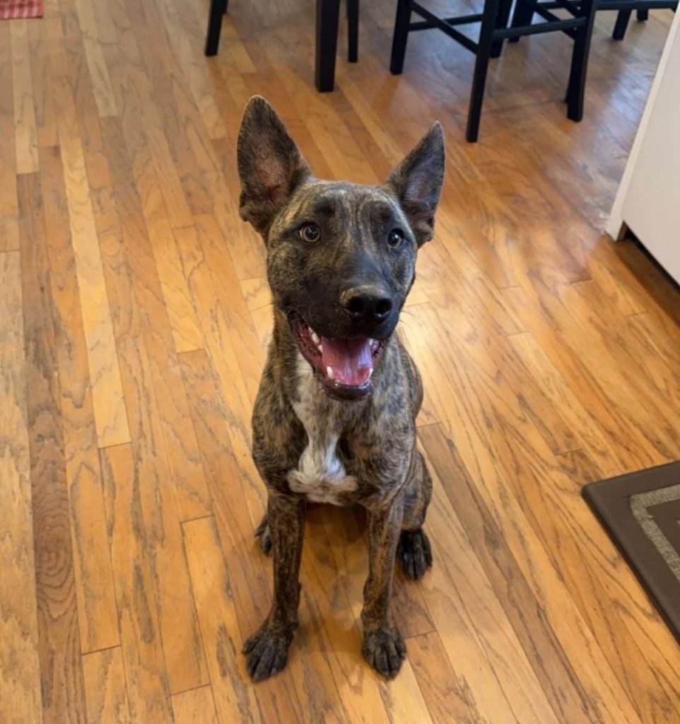 Câinele tău devine agresiv la joacă? Iată cum îl înveți să respecte limitele celorlalți câini