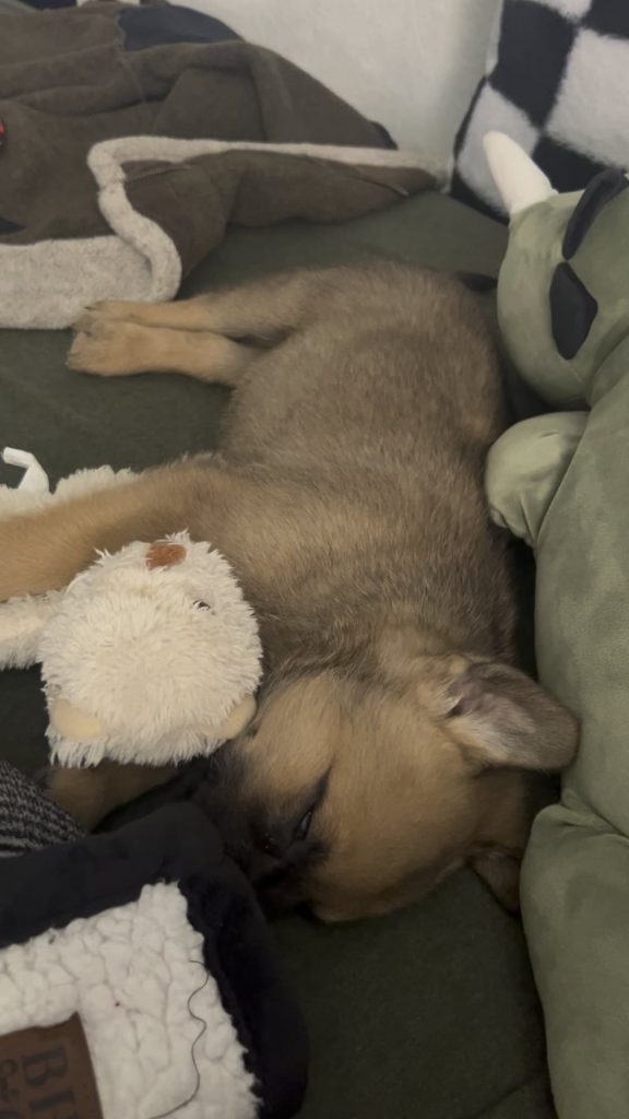 Puiul meu a început să țopăie pe trei lăbuțe din senin – Ce trebuie să știi dacă ți se întâmplă și ție!