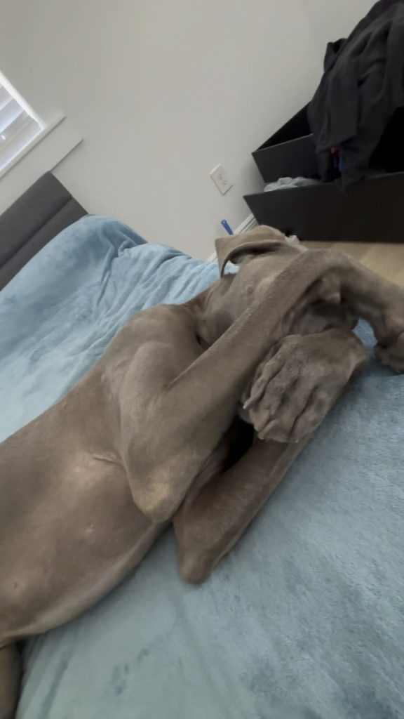 Câinele tău stă cu capul în colț și evită contactul vizual? Iată ce încearcă să-ți transmită!