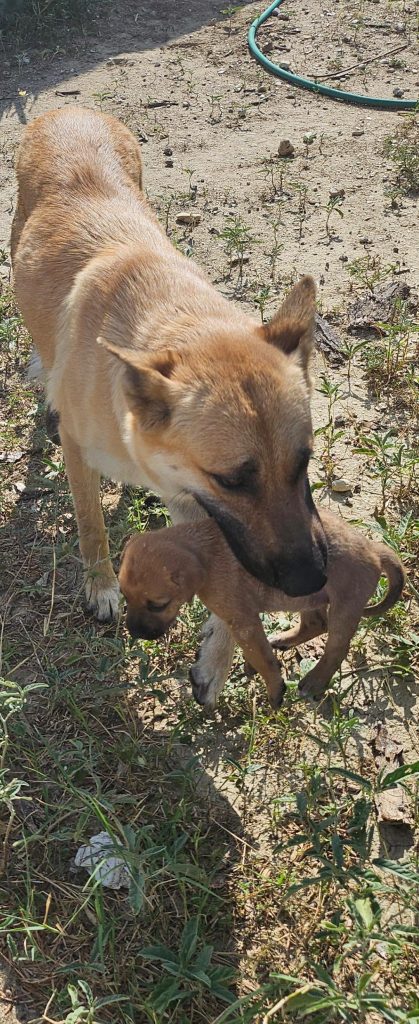 Dacă Mama Câine Își Mută Puii Des, Iată Ce Încearcă De Fapt Să-Ți Spună – Semnele La Care Trebuie Să Fii Atent
