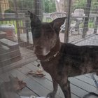 Panica în parc: Câinele din adăpost a scăpat din lesă – ce trebuie să faci ca să-l aduci înapoi în siguranță!