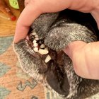 Am dus câinele la salon pentru o tunsoare... și l-au transformat în altă rasă – ce trebuie să știi înainte să alegi un groomer