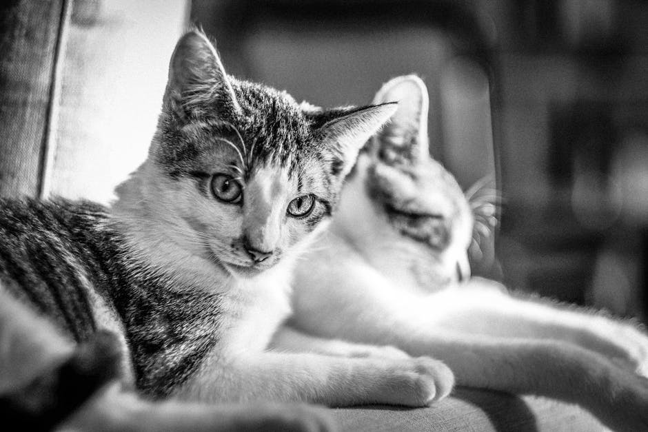 Am deja o pisică, dar mă gândesc la a doua: ce trebuie să știi înainte să faci acest pas