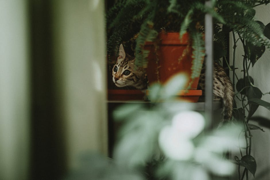 Ce încearcă să-ți spună pisica ta când cască des? Semnele subtile ale stresului felin pe care le ignorăm zilnic