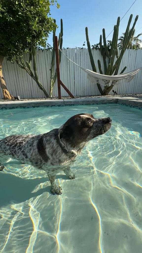 Câinele intră în transă după baie în lac – ce trebuie să știi dacă și al tău face la fel