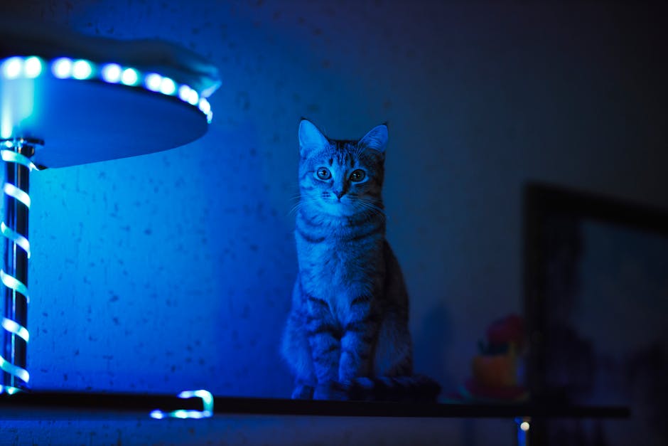 Panica în Miez de Noapte: Ce Să Faci Când Pisica Ta Țipă Din Senin și Pare Complet Dezorientată