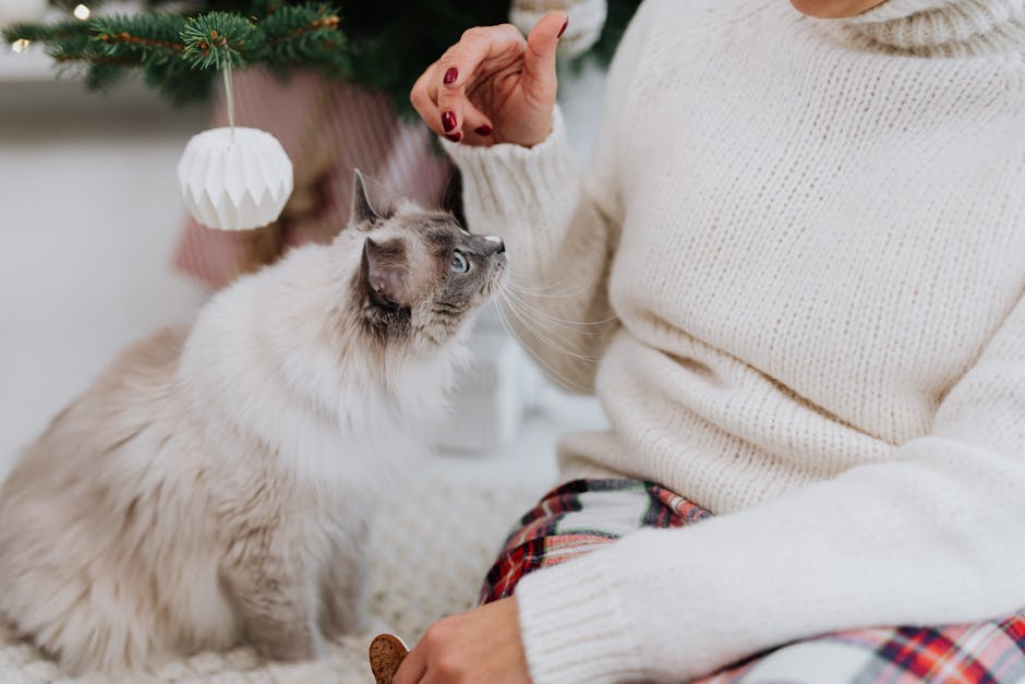 Pisica ta te ignoră sau doar îți cântărește intențiile? Află semnele că începe să te placă cu adevărat