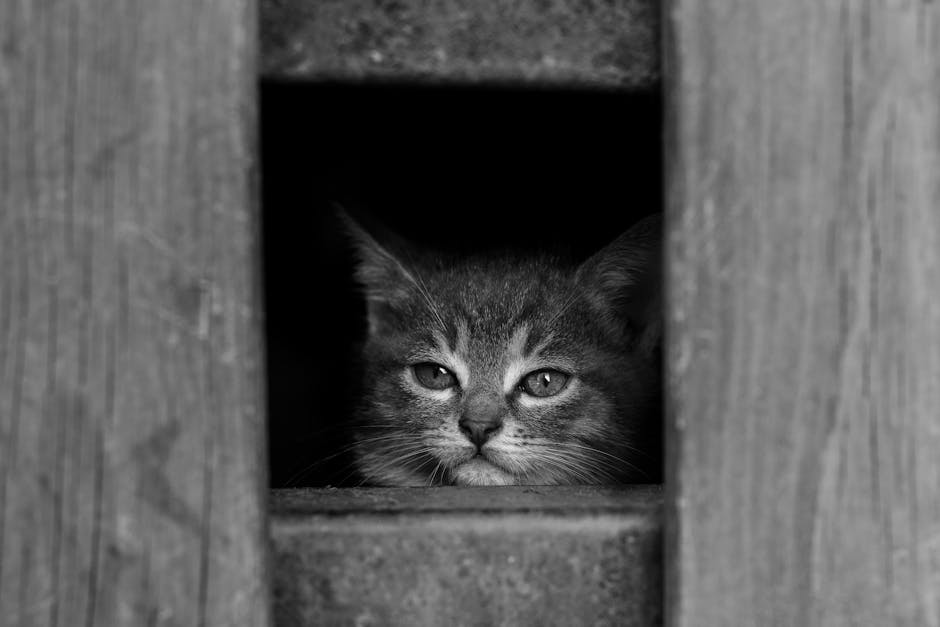 Pisica ta pare plictisită și nimic nu o entuziasmează? Uite ce trucuri simple o pot stimula din nou!